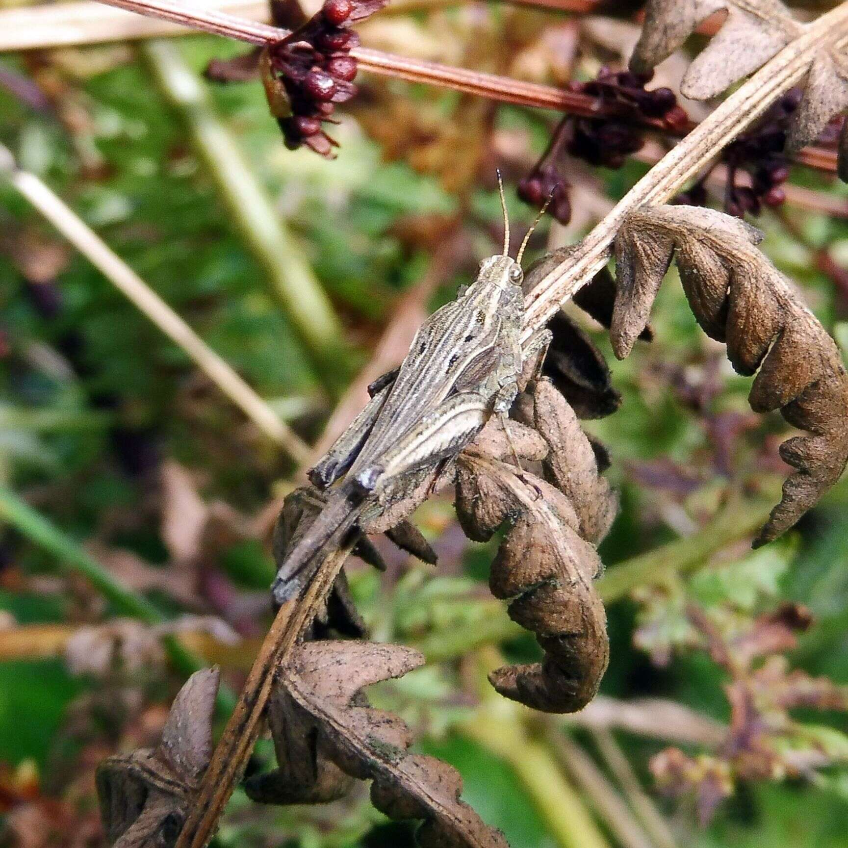 Image of Awl-shaped Pygmy Grasshopper