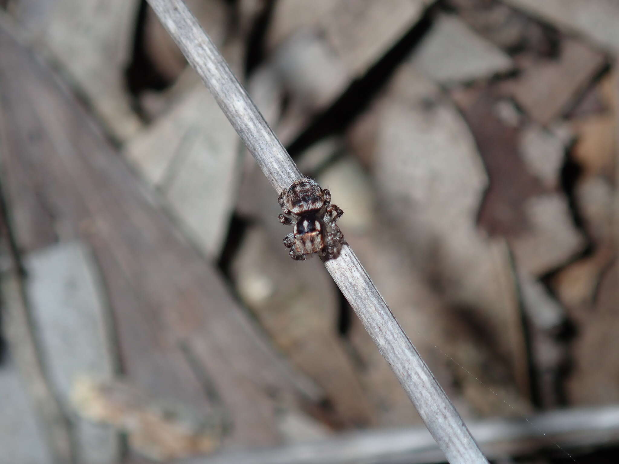 Image of Maratus volans (O. Pickard-Cambridge 1874)