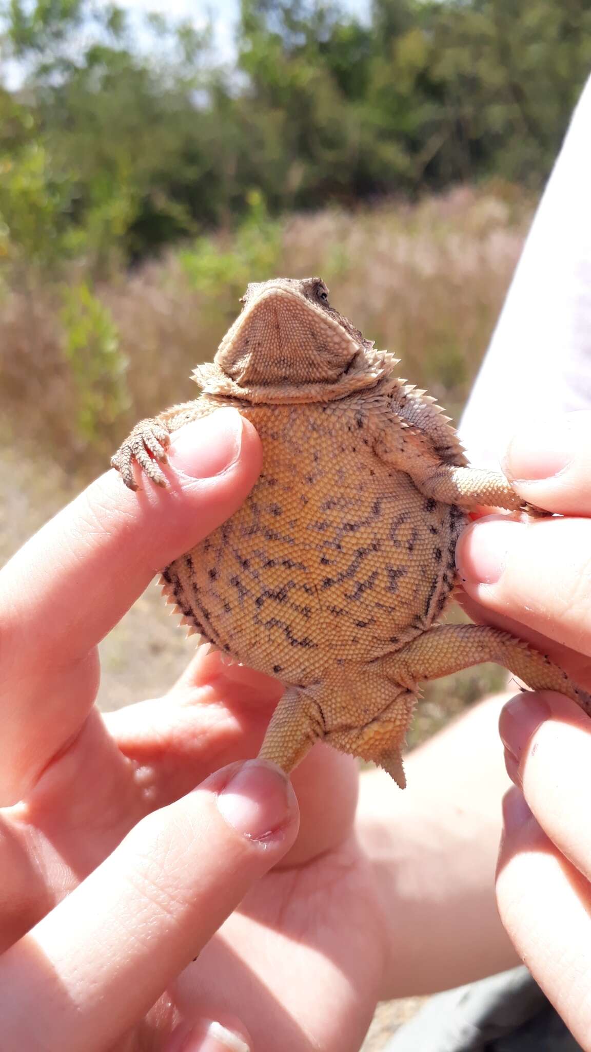 Image of Short-tailed horned lizard