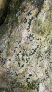 Image of sarchgyne lichen