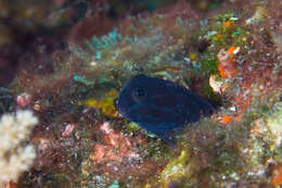 Image of Black Comb-tooth