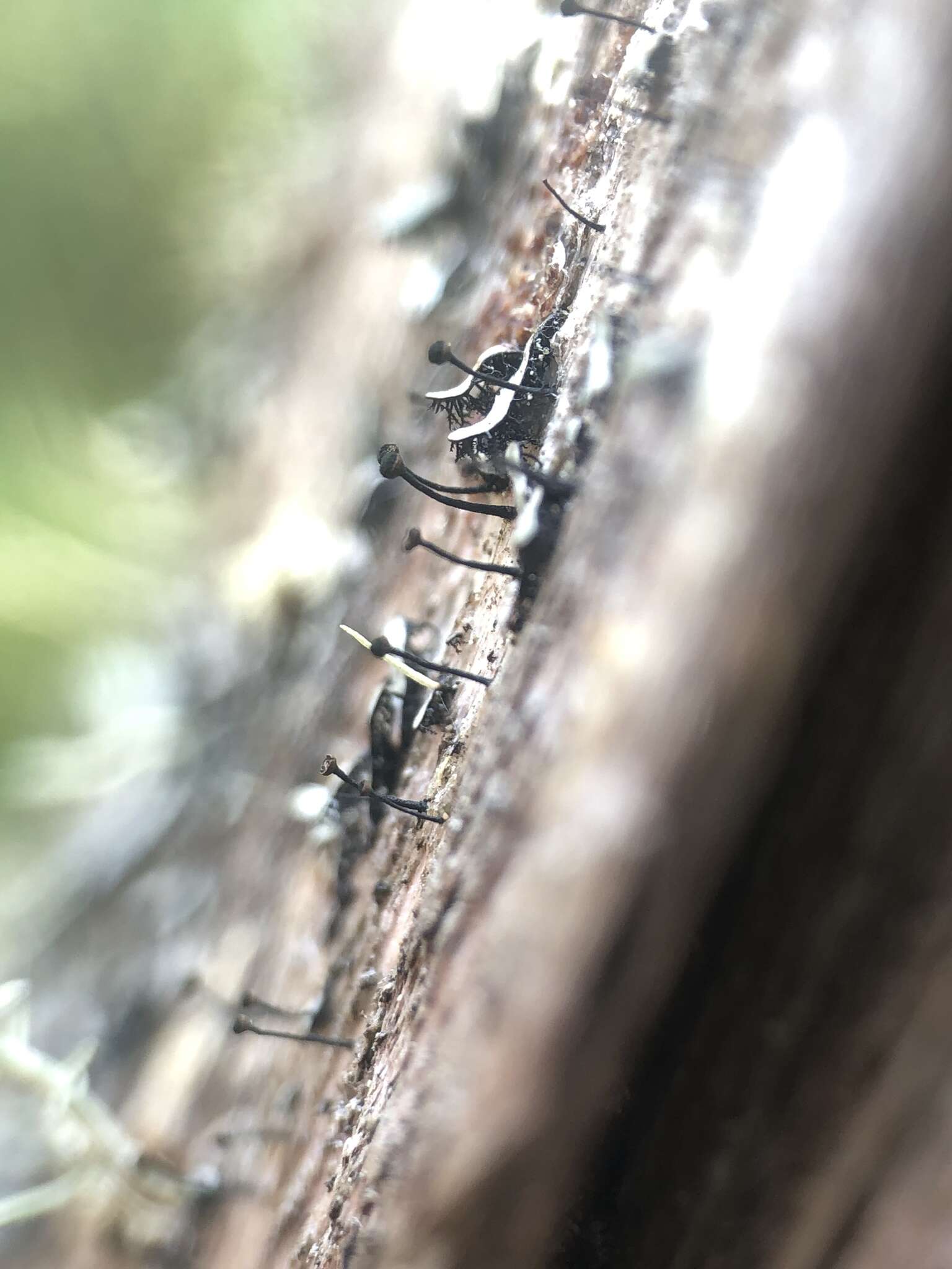 Image of Spike lichen;   Rusted stubble