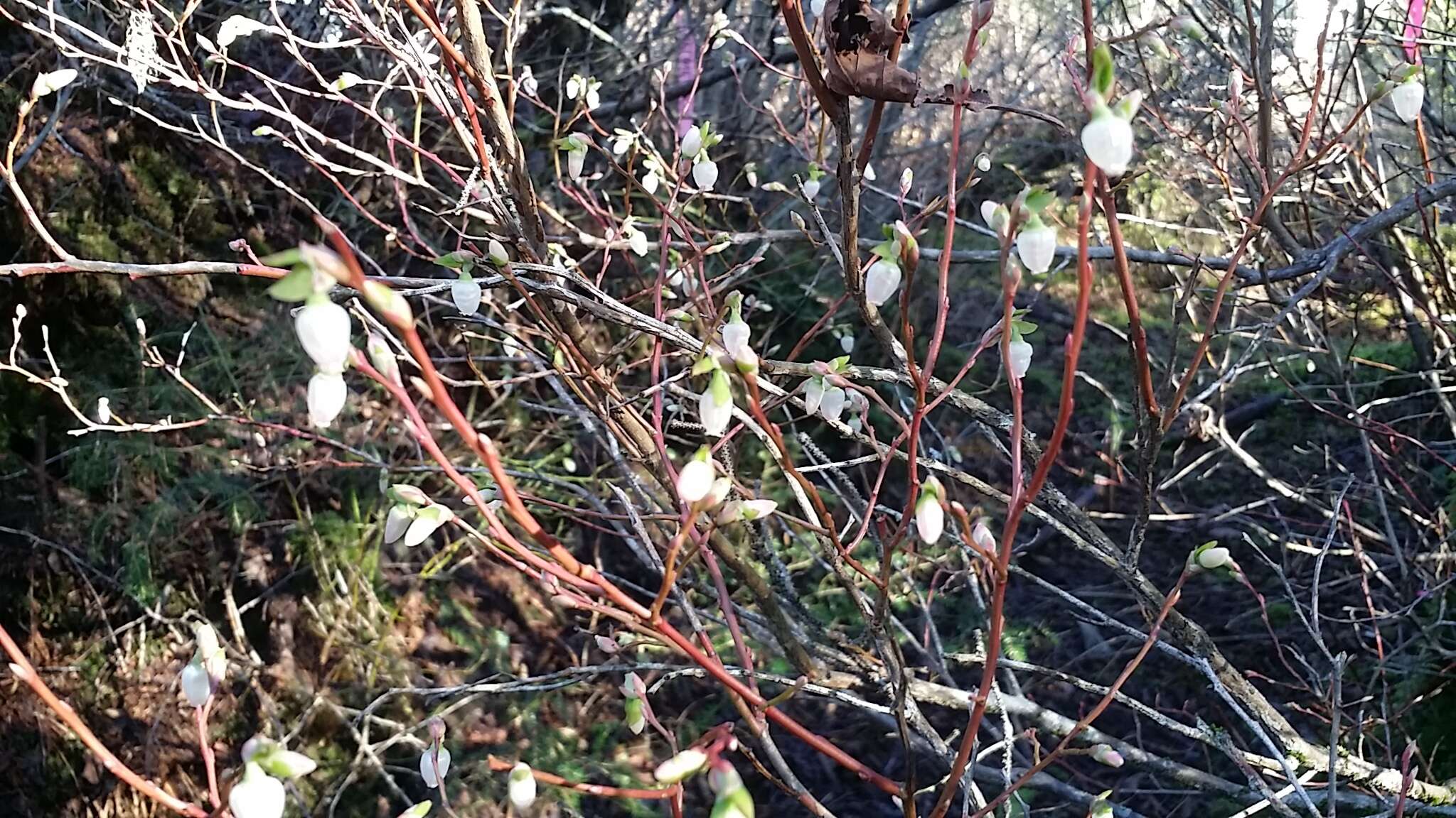 Image of Alaska blueberry