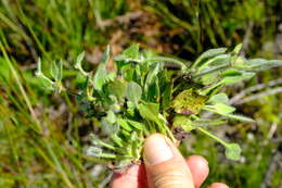 Image of Centella montana (Cham. & Schltdl.) Domin