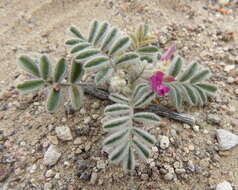 Слика од Astragalus lentiginosus var. pseudiodanthus