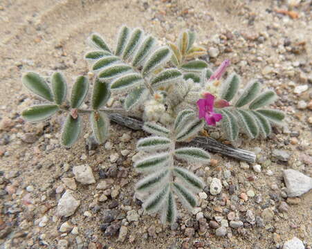 Astragalus lentiginosus var. pseudiodanthus的圖片