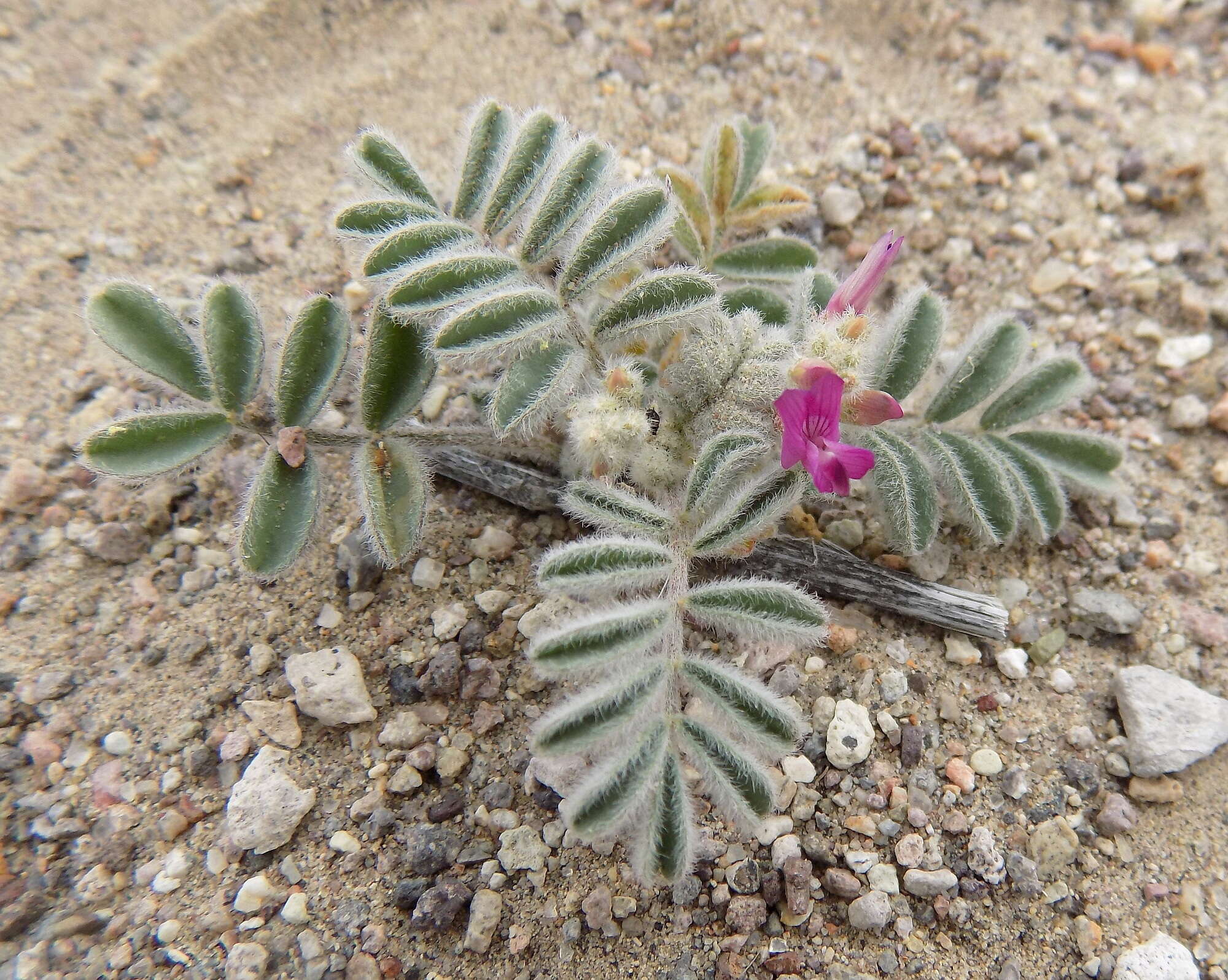 Imagem de Astragalus lentiginosus var. pseudiodanthus