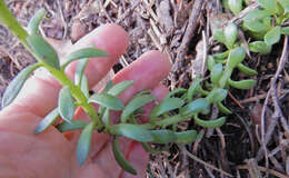 Image of Cockerell's stonecrop