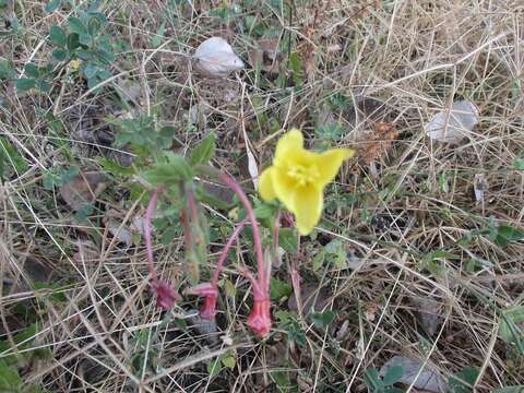 Imagem de Oenothera pubescens Willdenow ex Spreng.