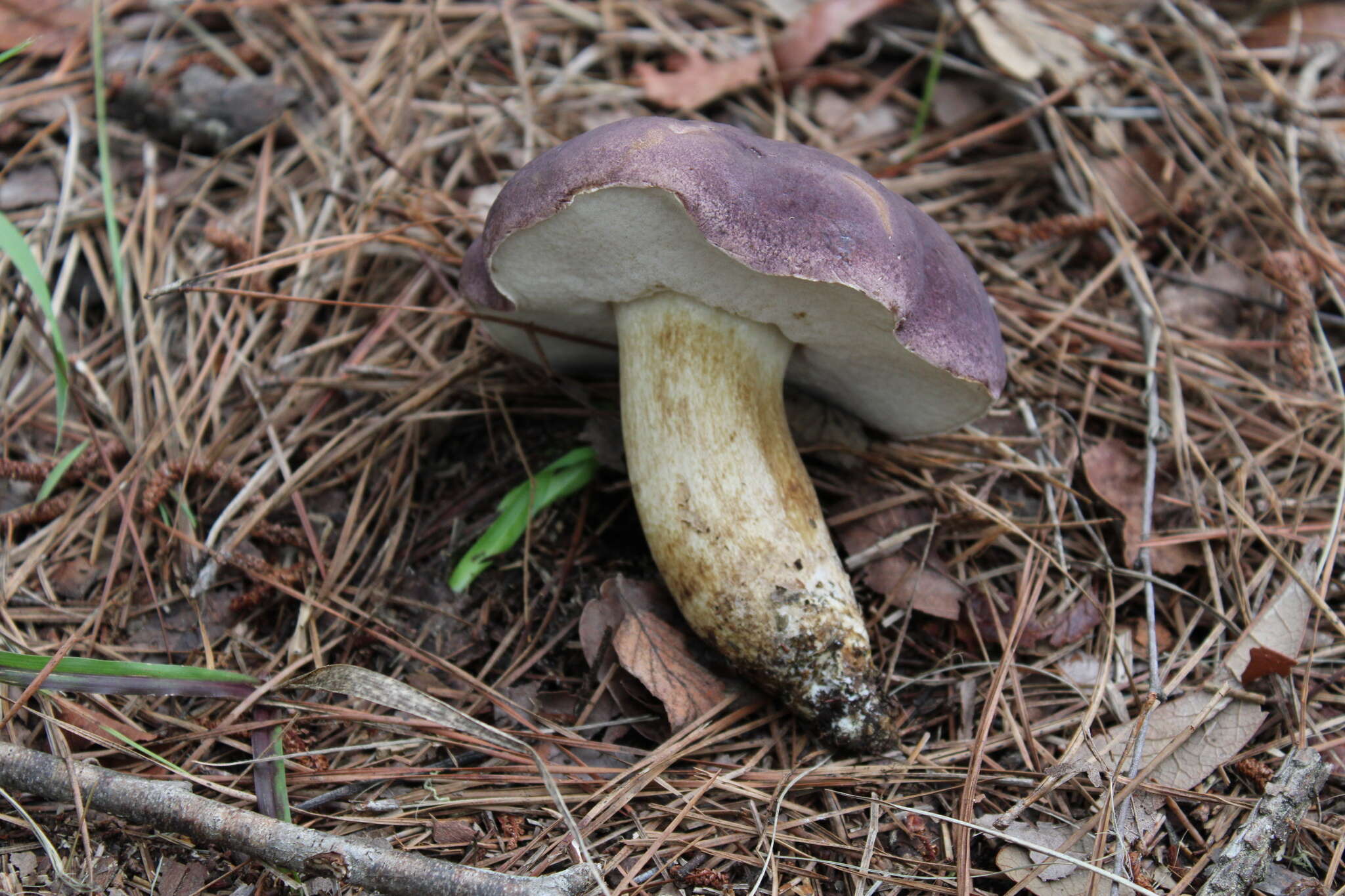 Image of Tylopilus williamsii Singer & J. García 1991