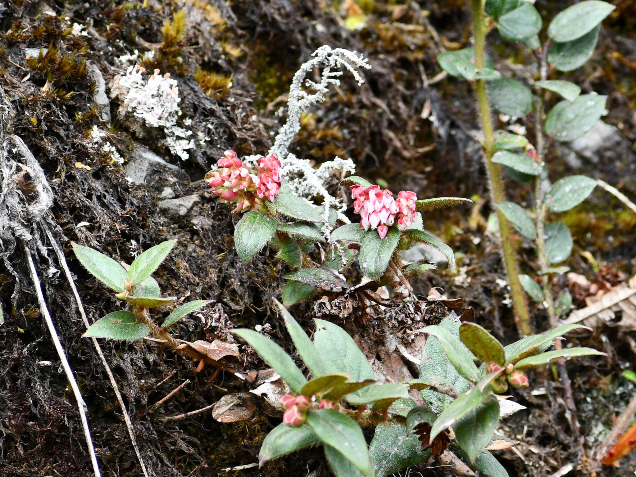 Image de Gaultheria glomerata (Cavanilles) Sleumer