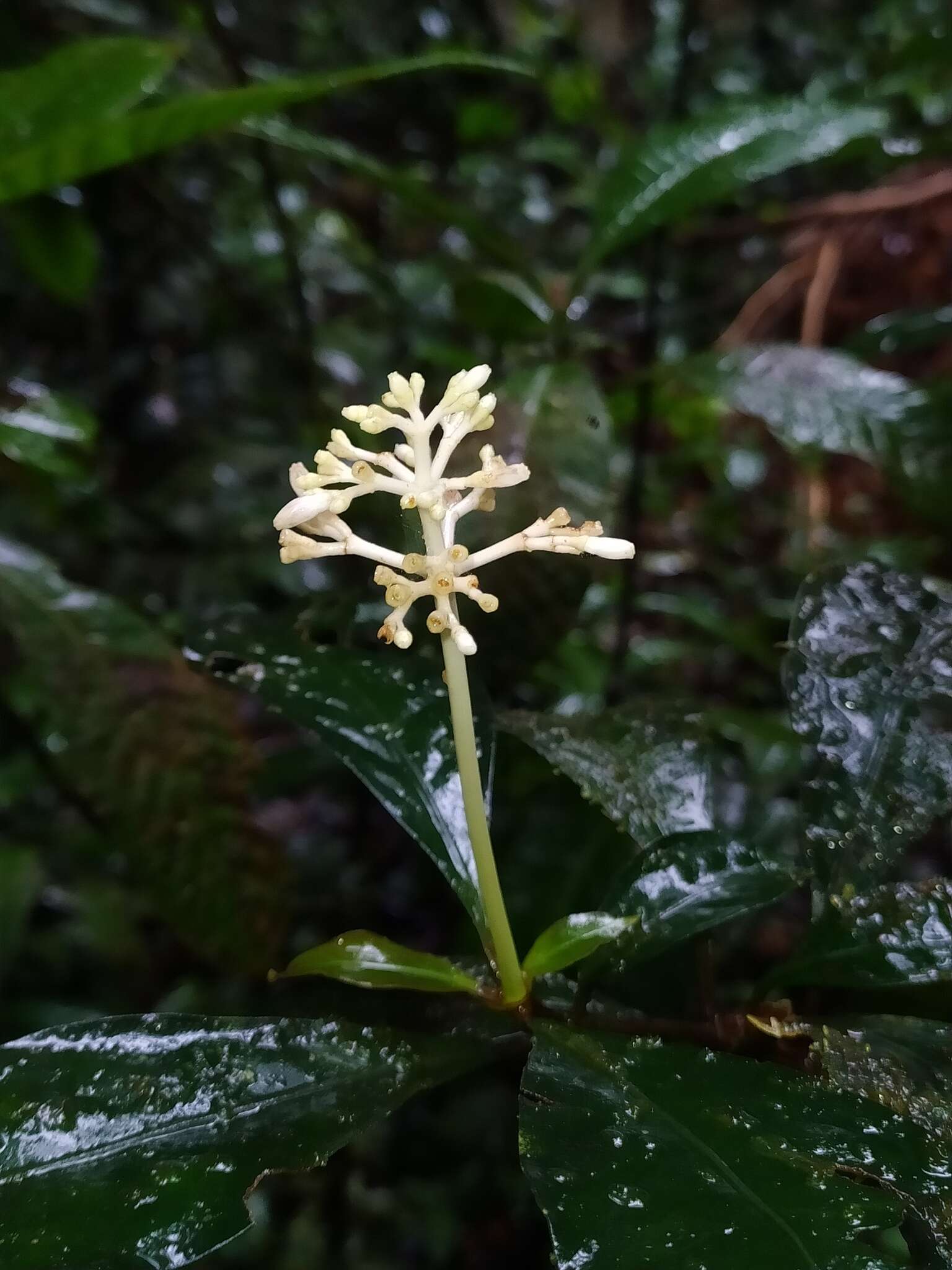 Image of Psychotria cupularis (Müll. Arg.) Standl.