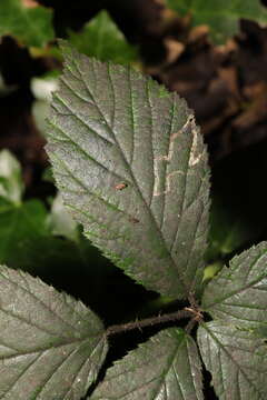 Image of golden pigmy