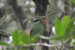 Image of Bornean Green Magpie