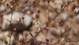 Image de Nemacladus pinnatifidus Greene