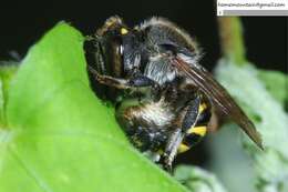 Imagem de Anthidium septemspinosum Lepeletier 1841