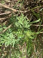 Image of Artemisia argyi H. Lév. & Vaniot