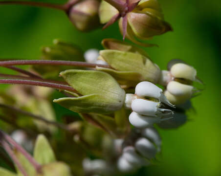 Image of clasping milkweed