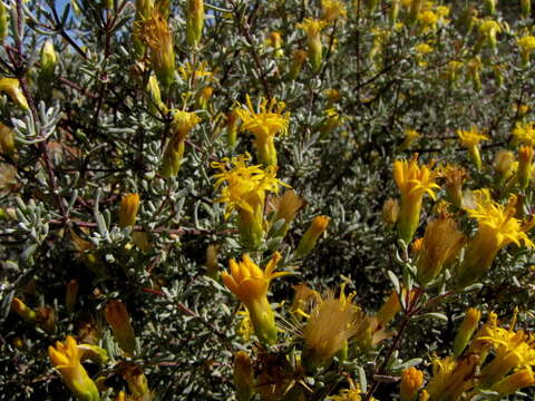 Image of Pteronia incana (Burm. fil.) DC.