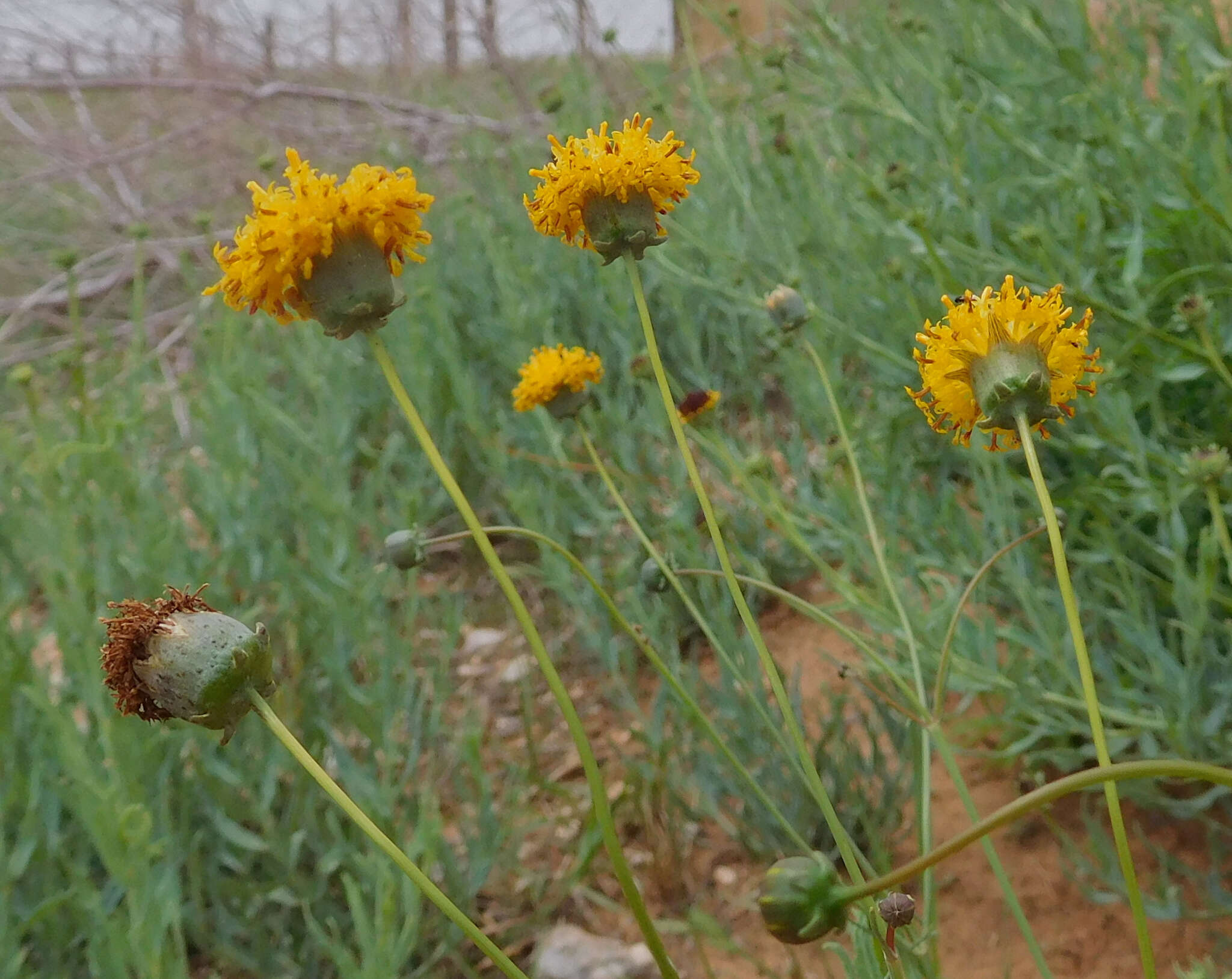 Image de Thelesperma megapotamicum (Spreng.) Herter