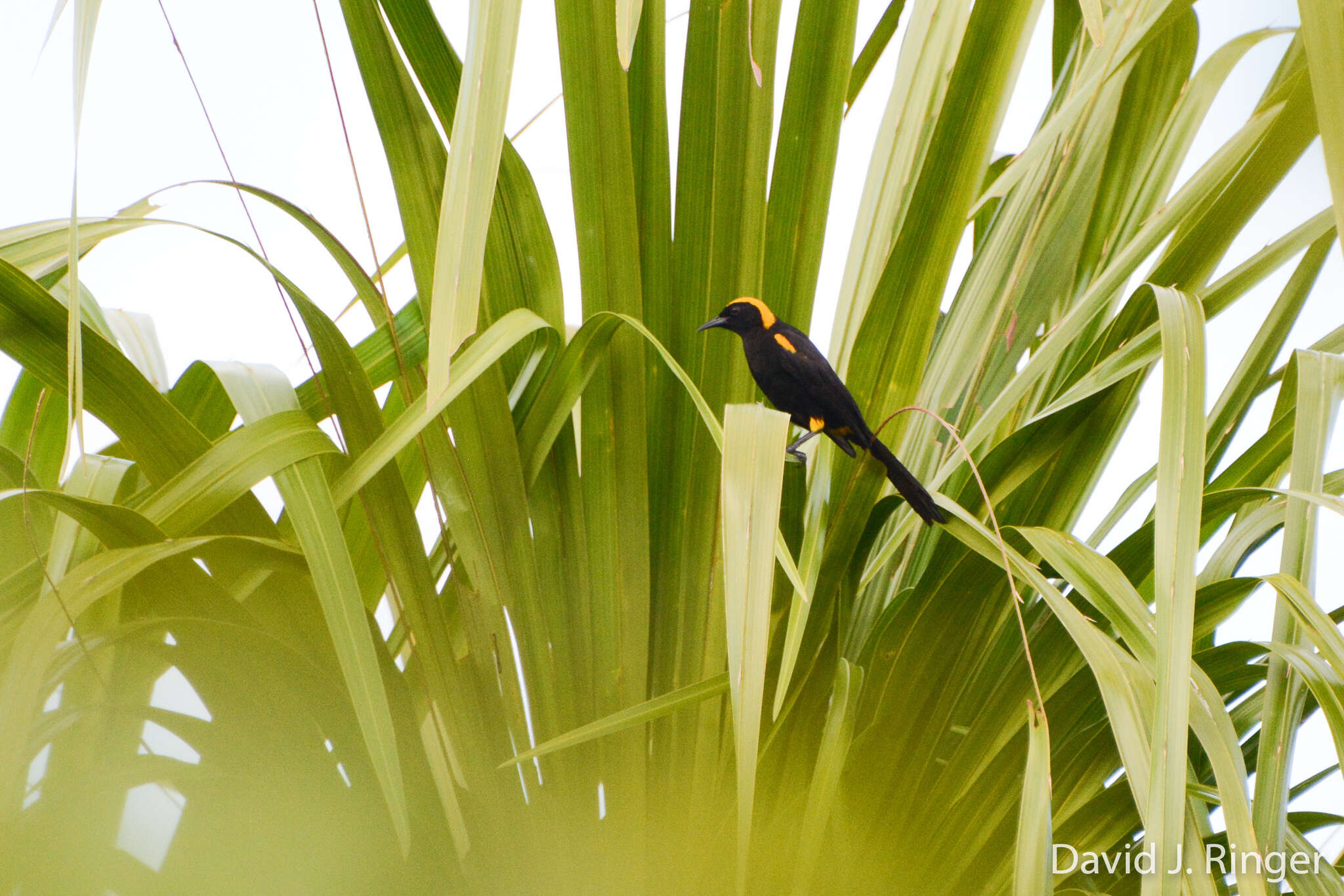 Icterus cayanensis chrysocephalus (Linnaeus 1766)的圖片