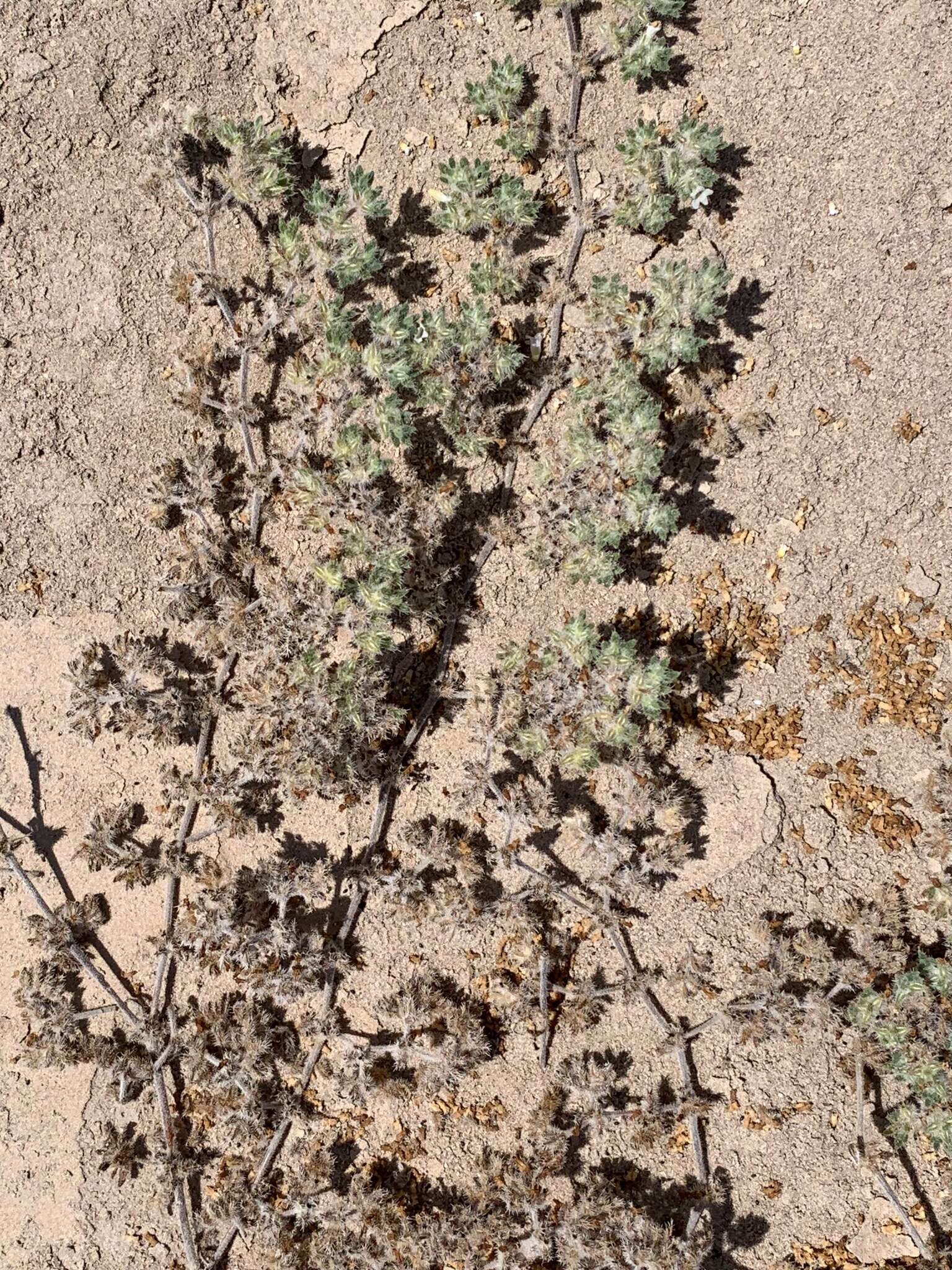 Image of Tiquilia paronychioides (Phil.) A. Richardson