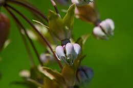 Image of clasping milkweed