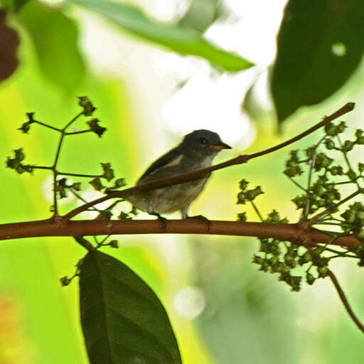 Image of Grey-sided Flowerpecker