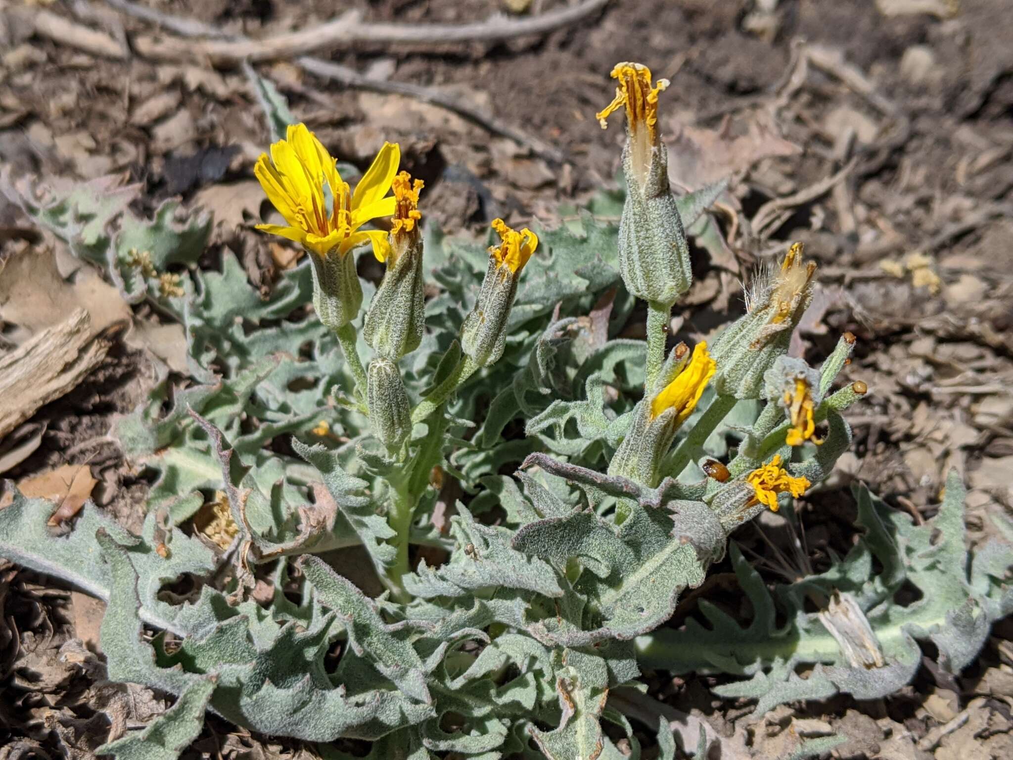 Image of largeflower hawksbeard