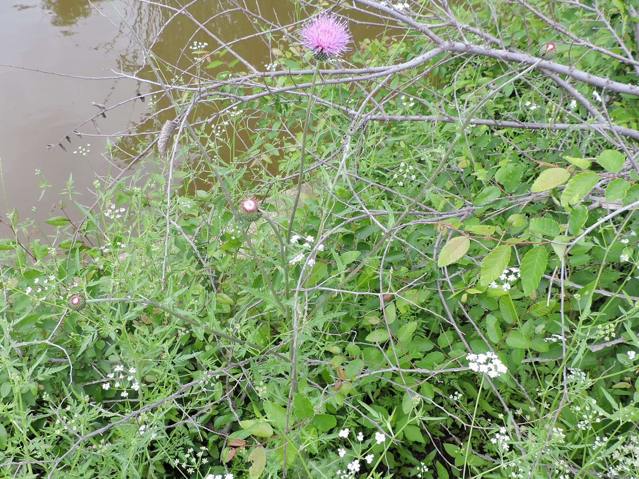 Image of Texas thistle