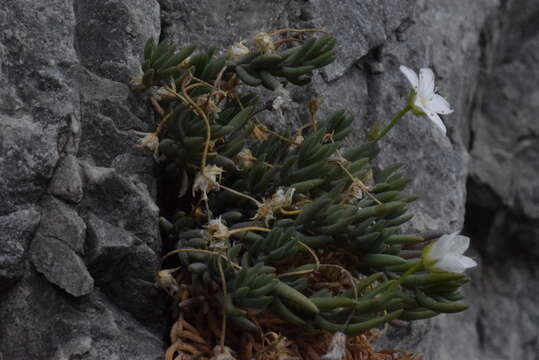 Imagem de Moehringia bavarica subsp. insubrica (Degen) W. Sauer