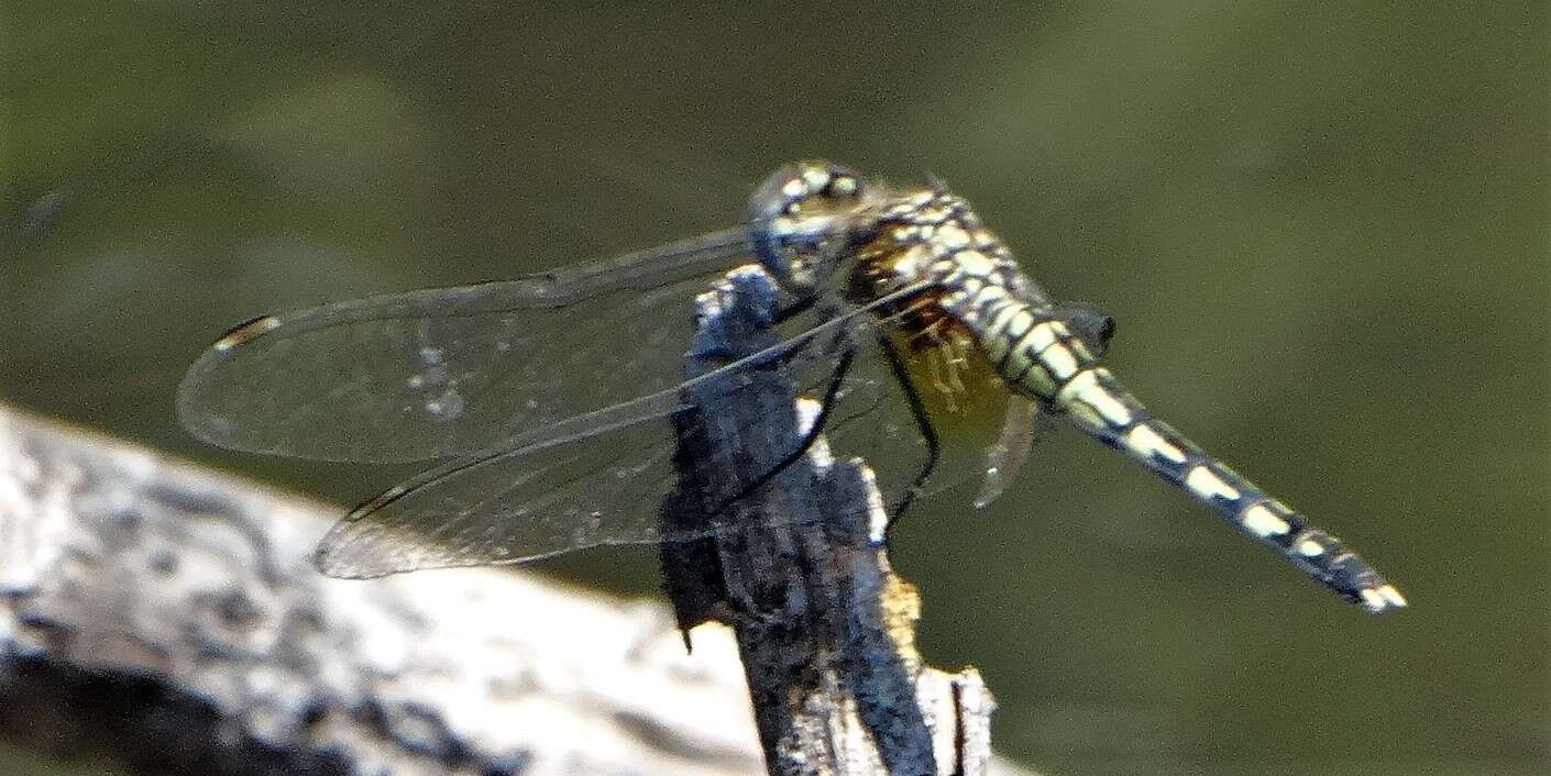 Image of Barbet Percher