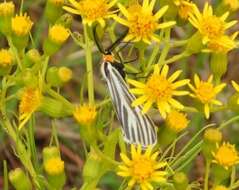 Image de Ctenucha vittigerum Blanchard 1852