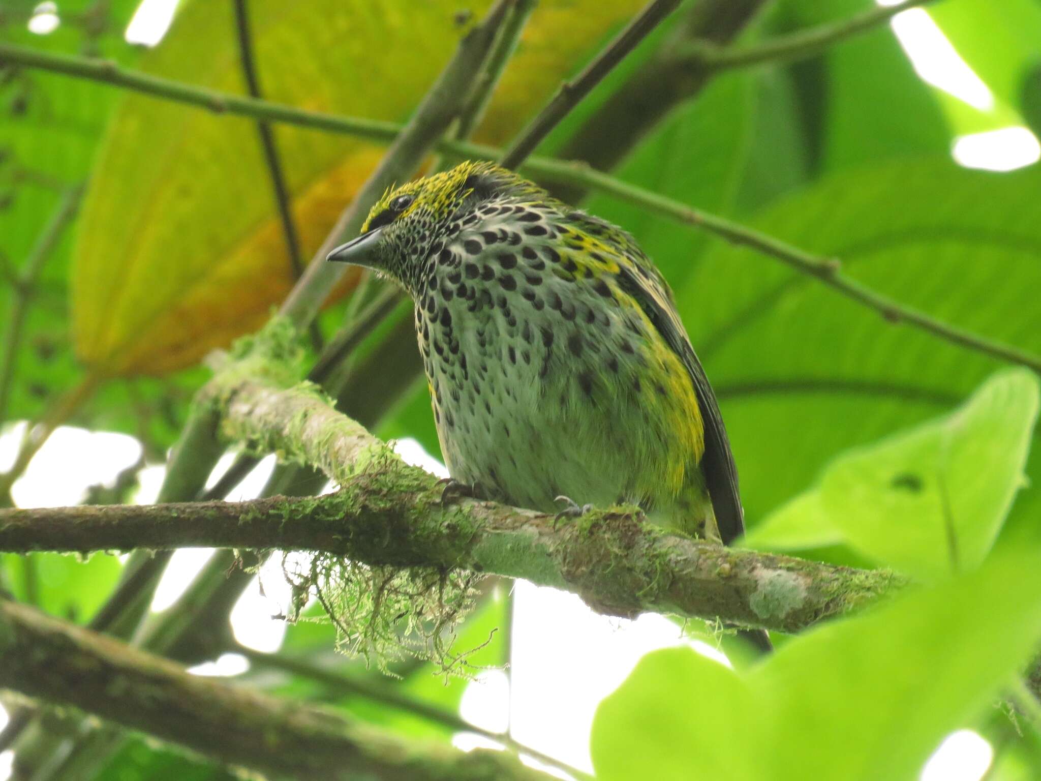 صورة Ixothraupis punctata (Linnaeus 1766)