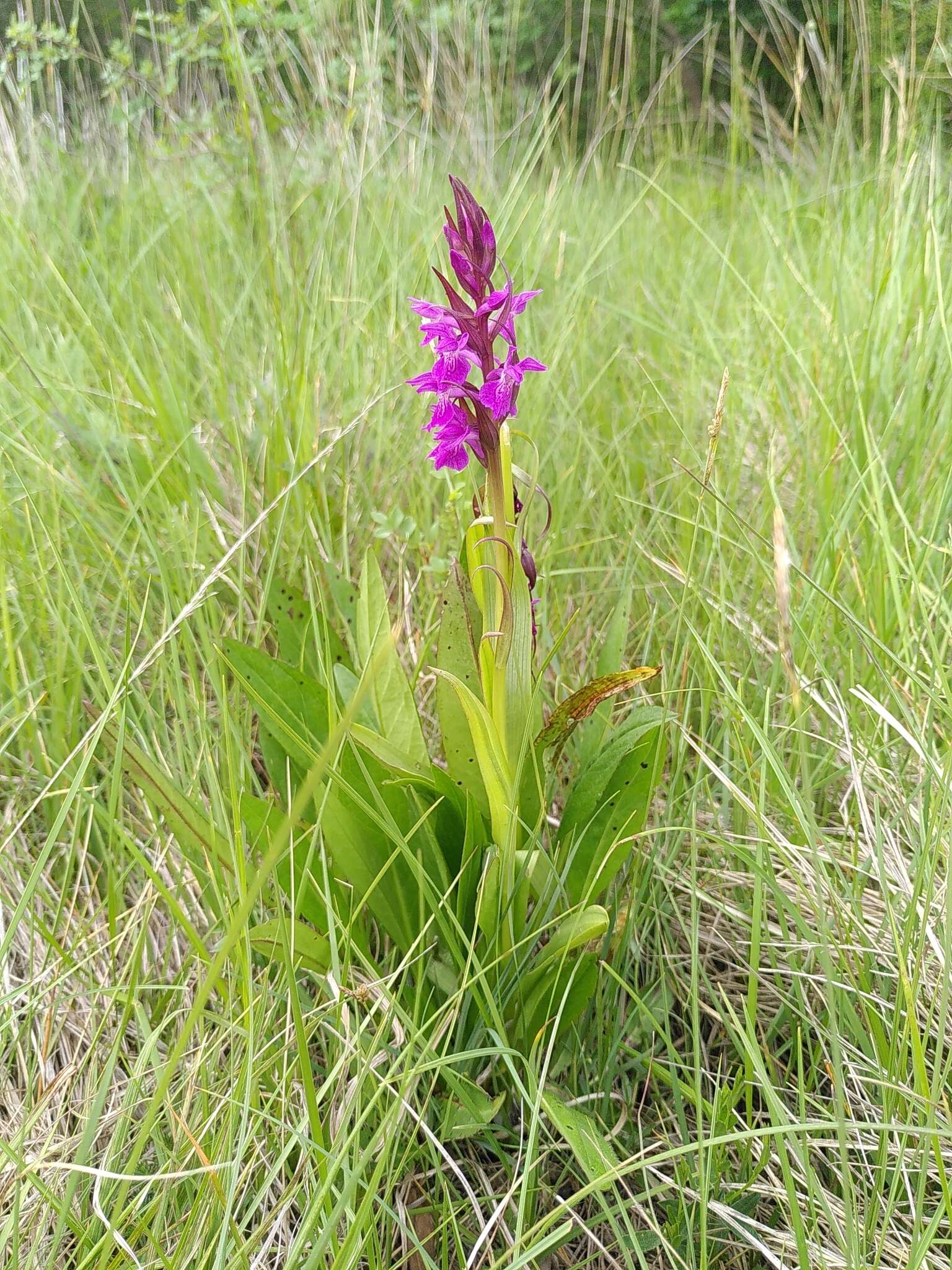 Image of Dactylorhiza elata subsp. sesquipedalis (Willd.) Soó