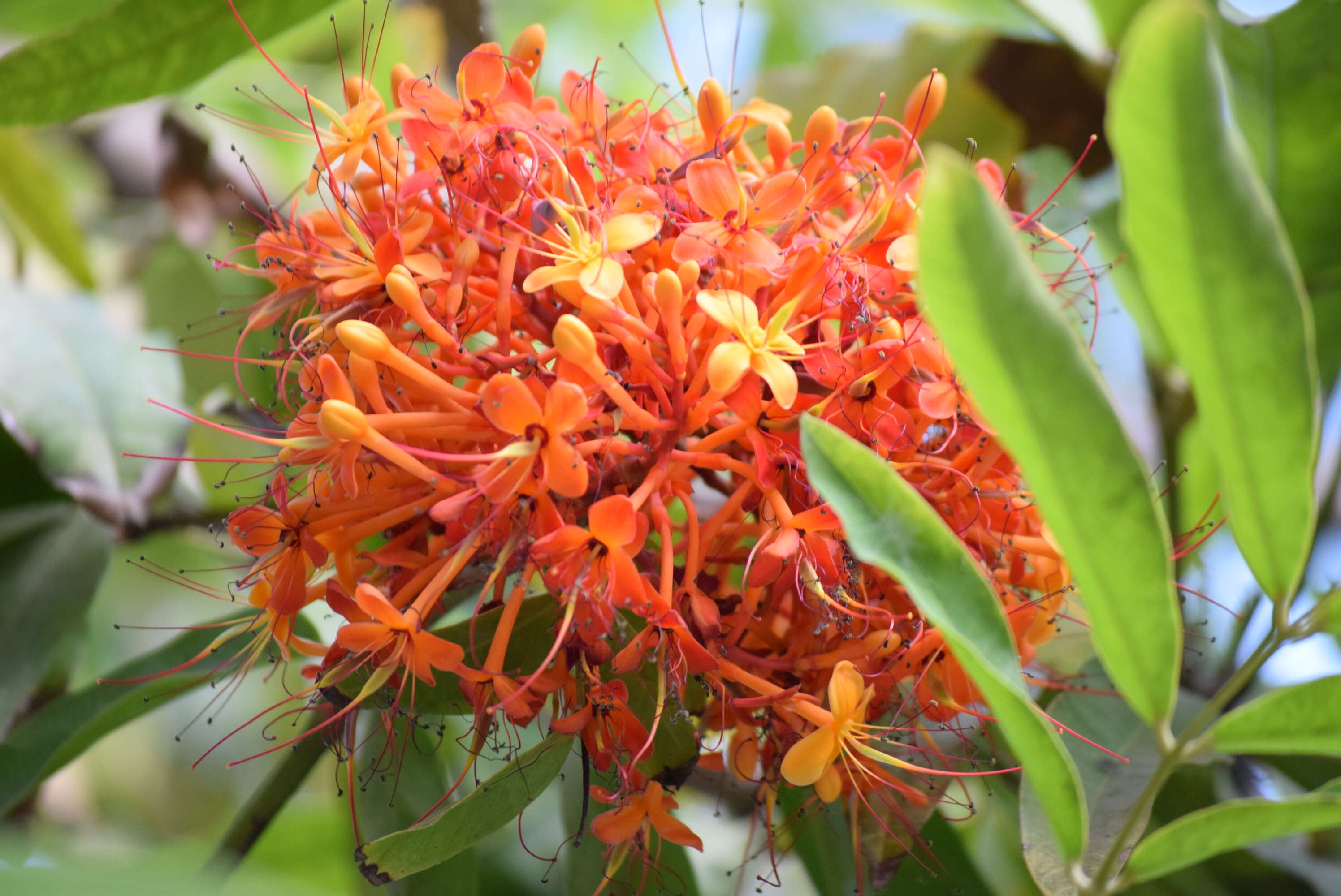 Image of Ashoka tree