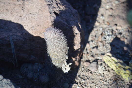 Imagem de Mammillaria albicans subsp. fraileana (Britton & Rose) D. R. Hunt