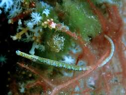 Image of Southern Gulf pipefish