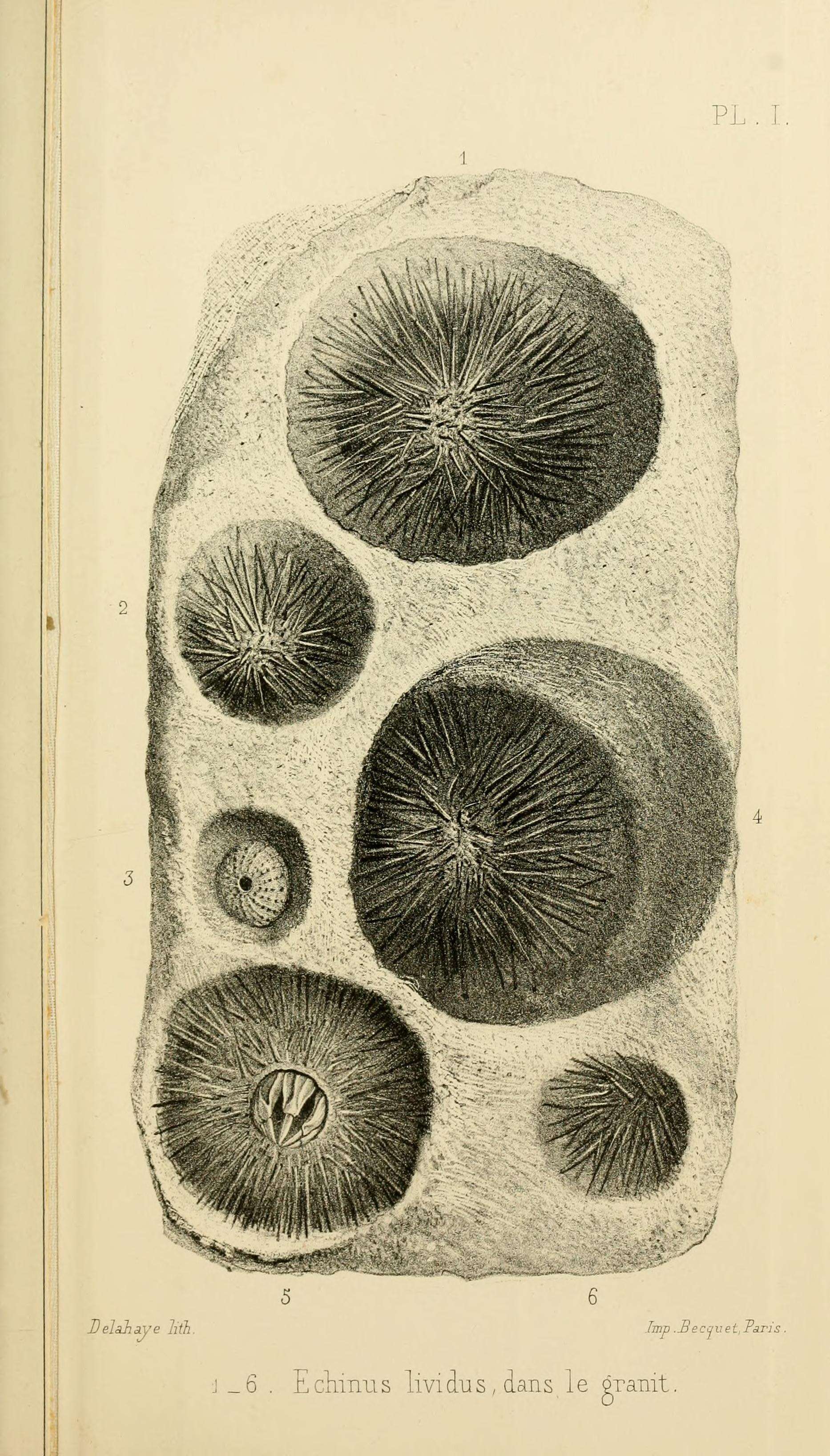 Image de Echinus Linnaeus 1758