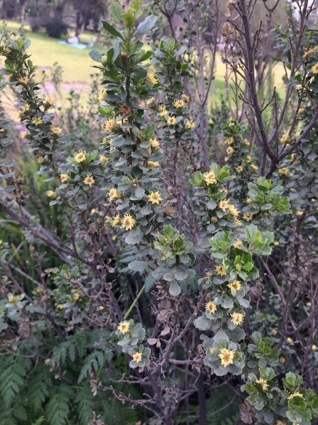 Imagem de Baccharis rhomboidalis Remy