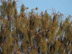 Image of Desert oak