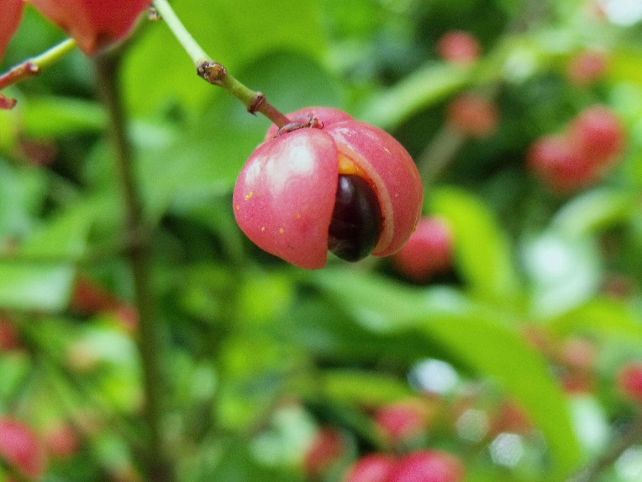 Image of Euonymus australiana F. Müll.