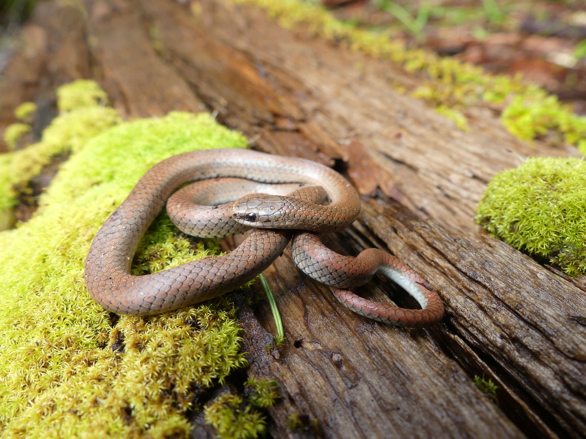 Contia longicaudae Feldman & Hoyer 2010的圖片