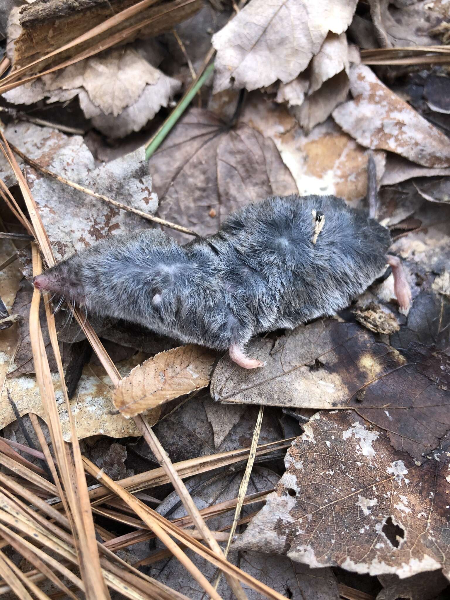 Image of Southern Short-tailed Shrew