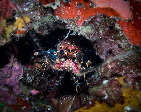 Image of Banded Spiny Lobster