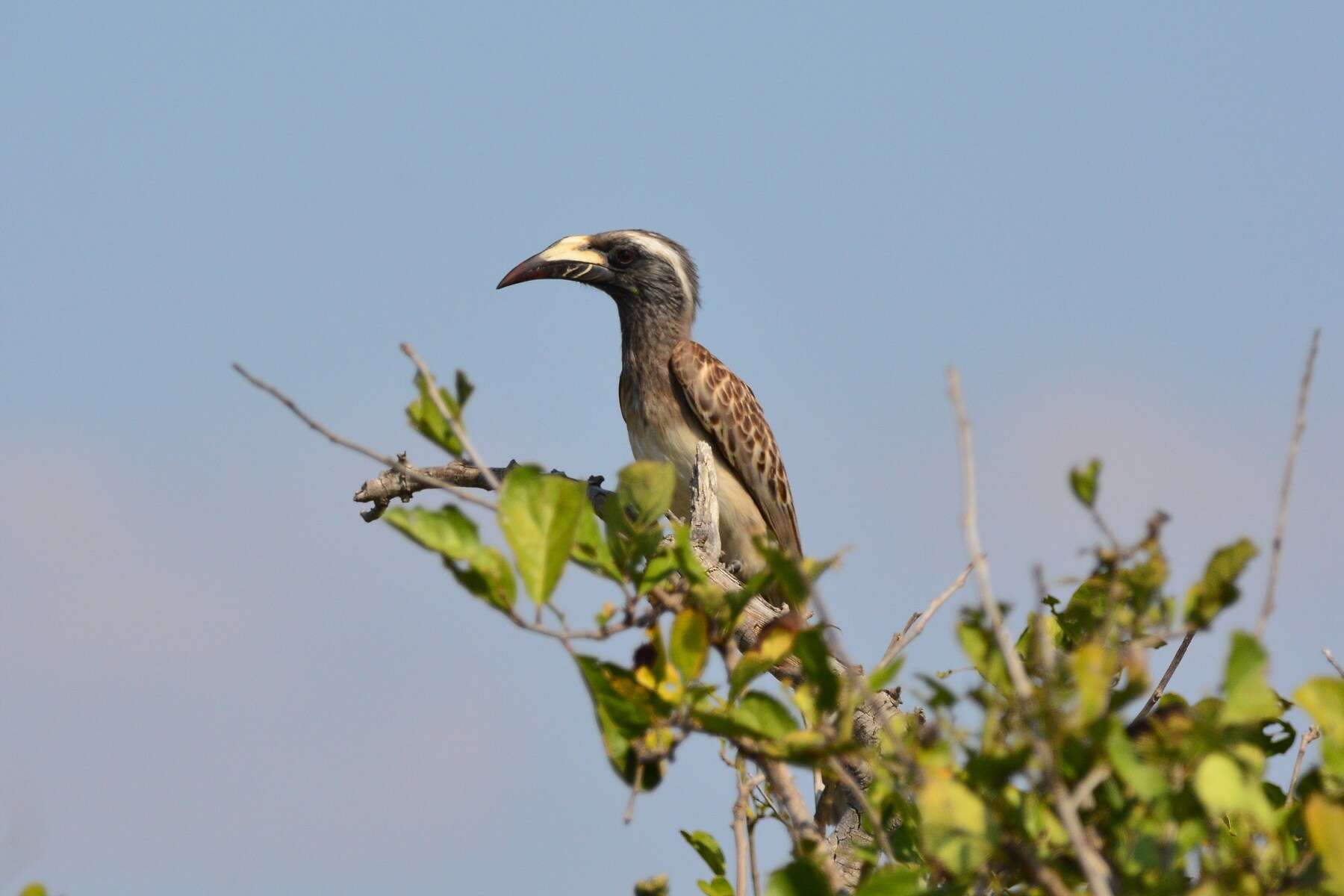 Image of Lophoceros nasutus epirhinus (Sundevall 1850)