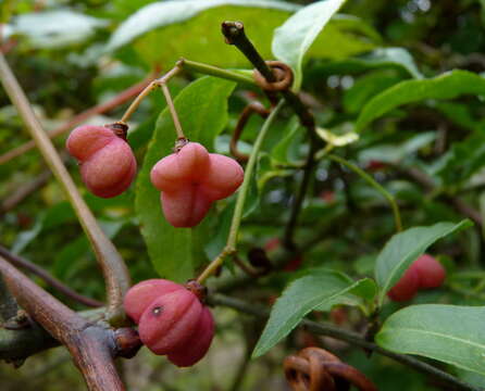 Imagem de Euonymus europaeus L.