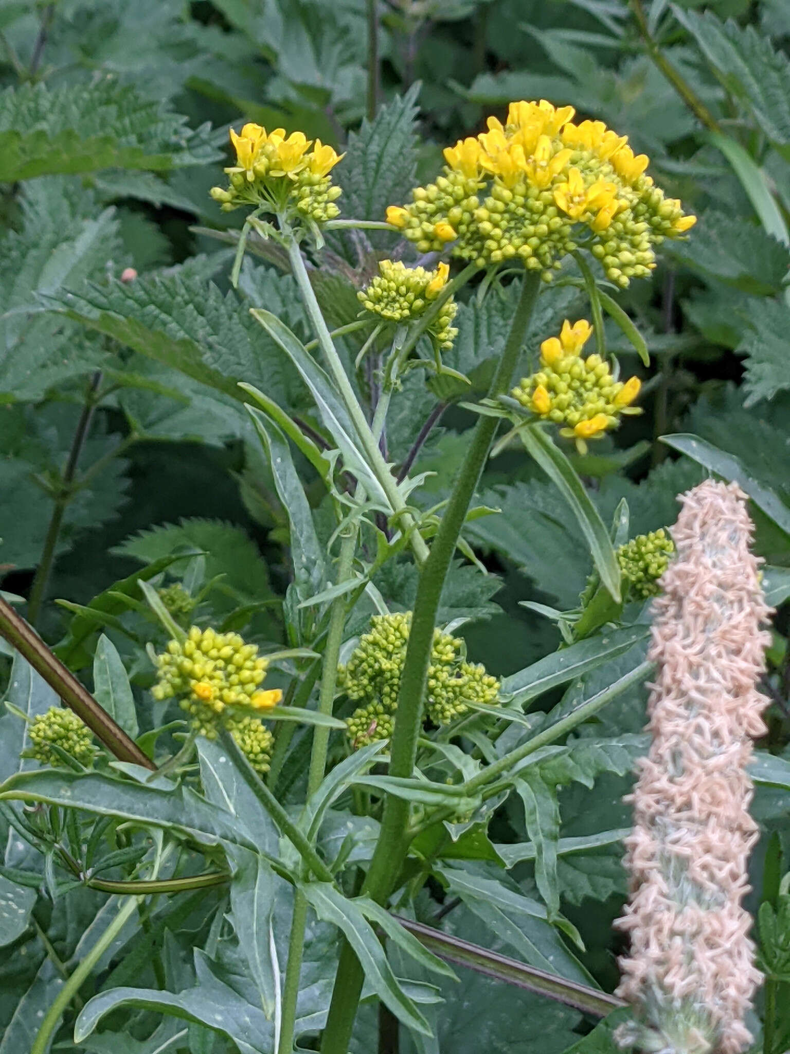 Слика од Sisymbrium austriacum Jacq.