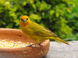 Image of Saffron Finch