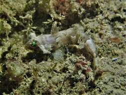 Image of Common dragonet